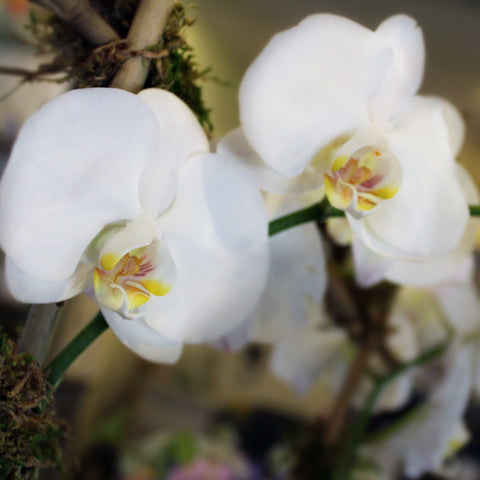 Potted White Phaleonopsis Orchid